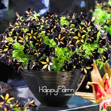 Hot Sale! 100 Pcs/Bag Black Color Star Petunia Plants Garden And Patio Potted Plant Morning Glory Flowers Bonsai
