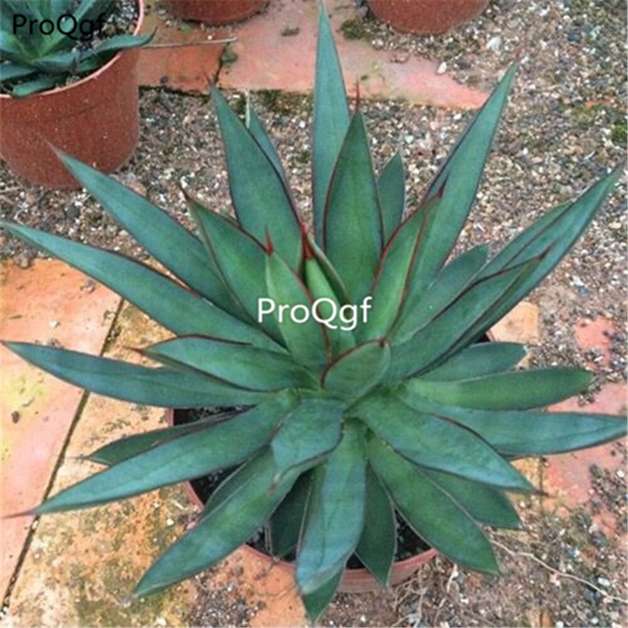 Prodgf 2 шт набор longlei Agave americana