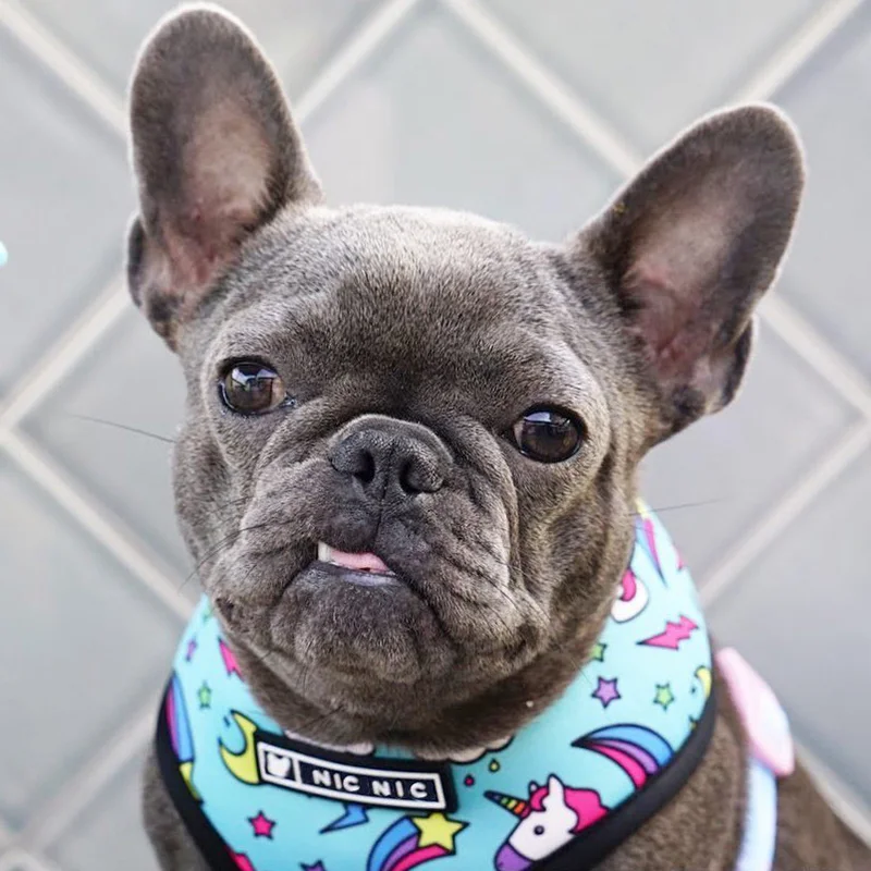 Harnais animal,Harnais pour chien bouledogue français,carlin,petit et moyen gabarit,laisse