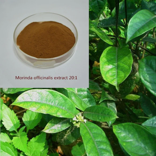 

Morinda extract raw material Nutritional nourishing Basil saponin 20:1 extraction Morinda powder raw material