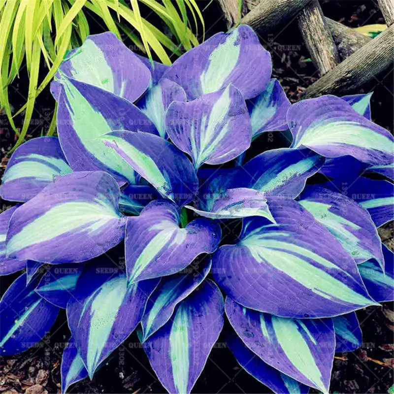 Купить 200 шт. японский Hosta бонсай многолетний подорожник красивая ...