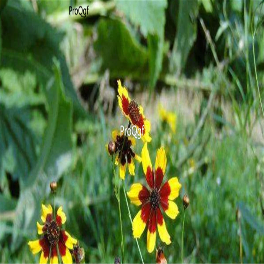 Ngryise 8000 шт набор Sanvitalia procumbens