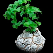 Импортные 3 шт. Dioscorea elephantiles красивый цветок DIY домашний сад