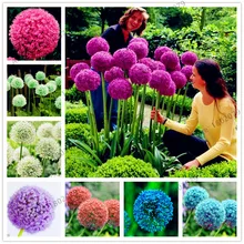 200 шт./пакет фиолетовый Giant Allium Giganteum, красивый цветок-бонсай садовое растение в уровень почкования 95% редкий цветок для детей