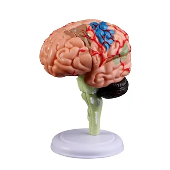

NEW 4D Disassembled Anatomical Human Brain Model Anatomy Medical Teaching Tool Statues Sculptures for Medical Use