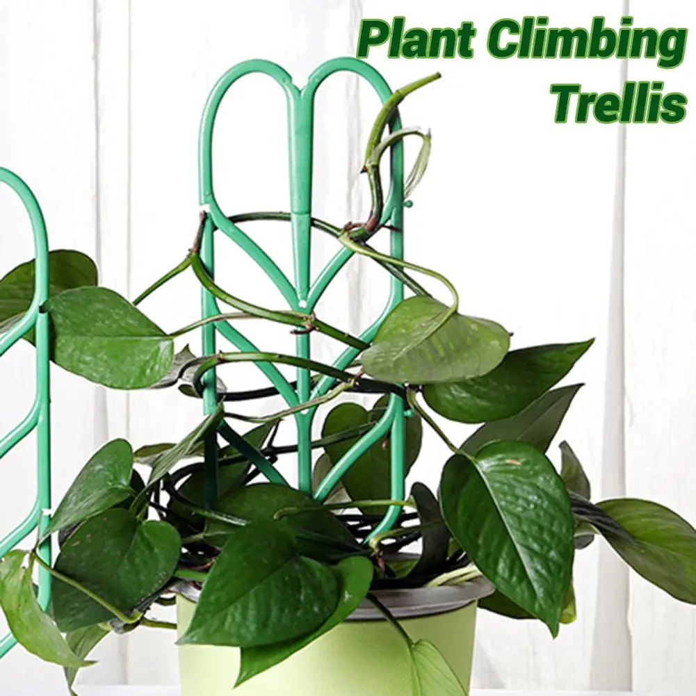 Top 10 Climbing Plants For A Small Trellis Plantas Trepadoras