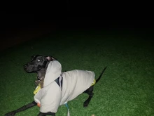 Pet-Dog-Clothes Clothing Coat Jacket Outfit Pets-Puppy-Costume French Bulldog Small Dogs