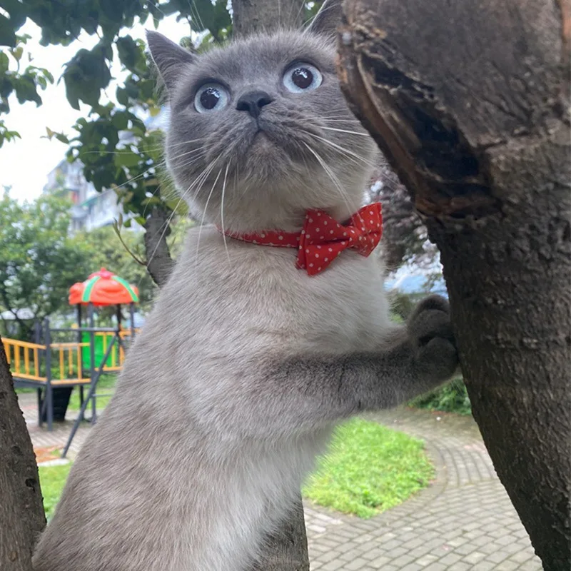Pet Cat Supplies Cat Collar With Bell Wave Point Bow Collar Cat Pet Supplies Cat Accessories Collar Small Dog Chihuahua Pet Cat Supplies Cat Collar With Bell Wave Point Bow Collar Cat Pet Supplies Cat Accessories Collar Small Dog Chihuahua