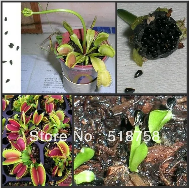 Свежий реальный Dionaea muscipola Венера Flytrap Oo-(Bu-ying-cao)-суккуленты Плотоядный F