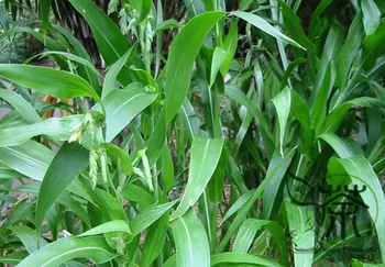 

Coix Lacryma-jobi Job's Tears Cao-Zhuzi