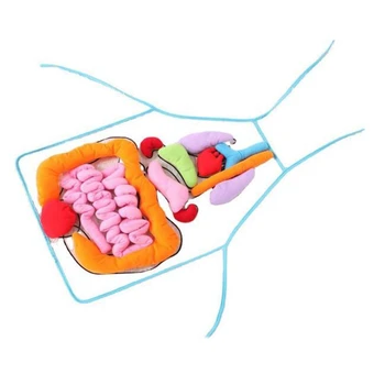 

Educational Insights Toys for Children Anatomy Apron Human Body Organs Aware