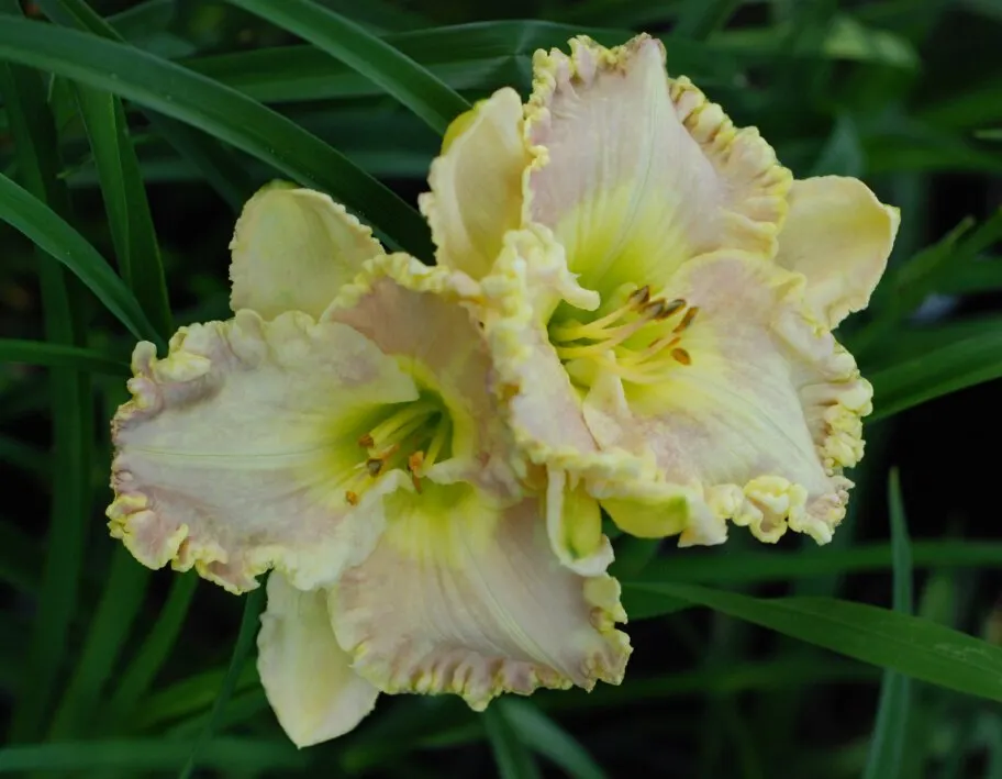 50 шт.,, свежий, настоящий, Hemerocallis, middendorffii, Daylily S, многолетний цветок, цветок, daylilies - Цвет: 7