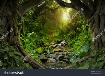 

8.5 width 4.5m heigh Sunset Tropical Jungles Of Southeast Bridge Backgrounds
