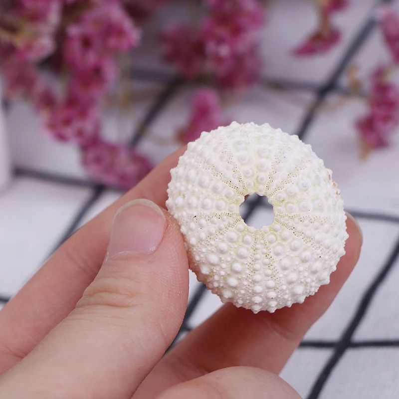 Natural Shell Ornaments 2PC Natural Sea Urchin Shell Conch Tillandsia Potted Plant Home Decoration Wedding Decoration Coastal Home