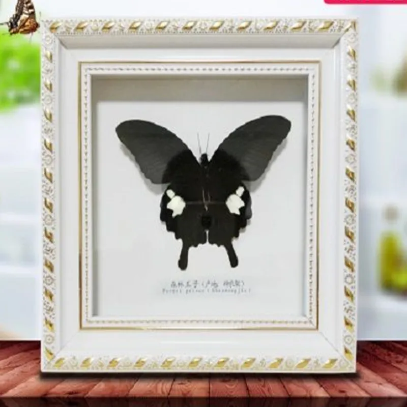 Butterfly Specimen Butterfly Real Specimen butterfly specimen photo frame craft /Butterfly Specimen Artwork Material Decor