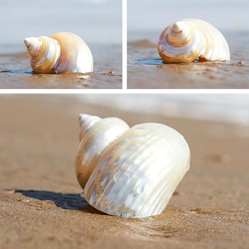 11-13cm Natural Black White Bone Snail Mediterranean Home Fish Tank Platform Landscape Coral Conch Shells Creative Craft Gift 11-13cm Natural Black White Bone Snail Mediterranean Home Fish Tank Platform Landscape Coral Conch Shells Creative Craft Gift