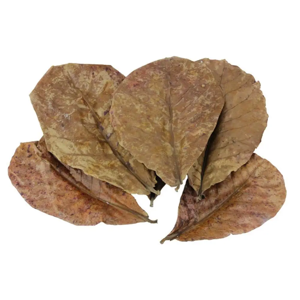 Grado Natural Terminalia Catappa Foetida dejar la isla de limpieza/tratamiento de calidad de 10 Cristal de hoja de camarones uds/bolsa Wa T6F5