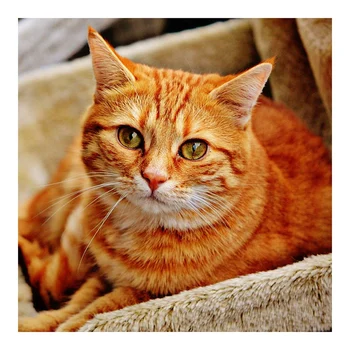 

Full Drill DIY Diamond Painting "Orange Cute Cat" Diamond Embroidery Cross Stitch Painting