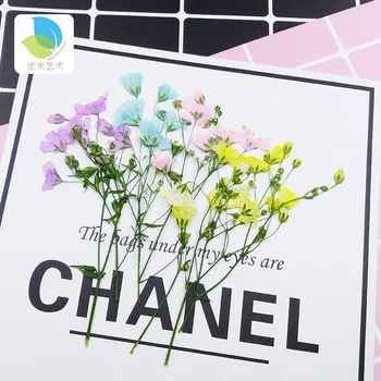 

Babysbreath small Real Dried Flower Dry Plants For Candle Epoxy Resin Pendant Necklace Jewelry Making Craft DIY Accessori
