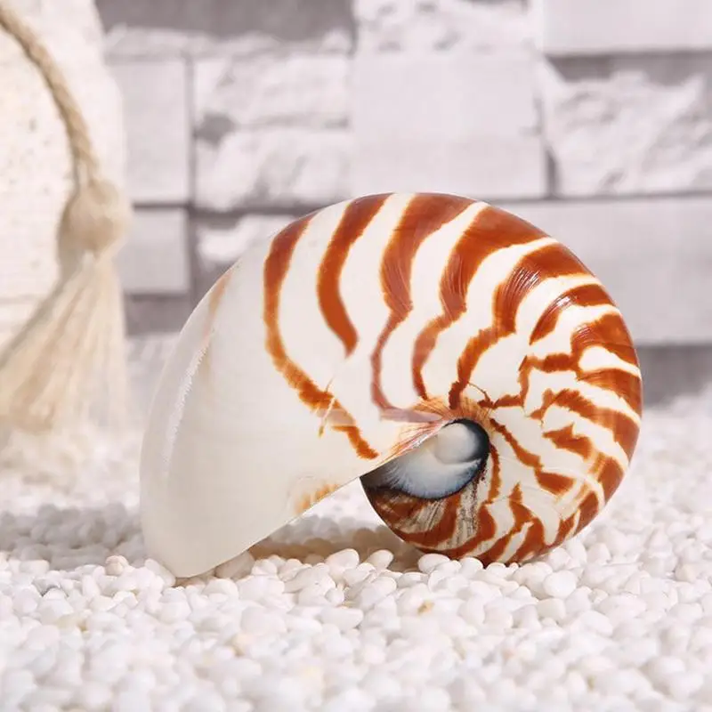 

13-14cm 1pcs Natural Conch Nautilus Shell Starfish Desk Fish Tank Accessories Aquarium Decoration