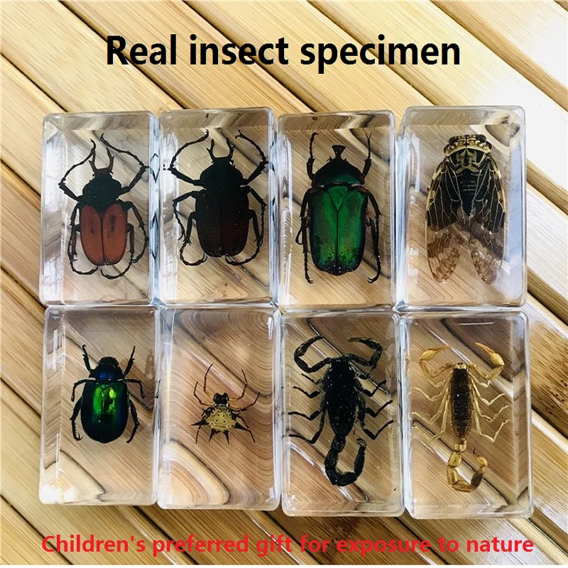 New manual glue dropping resin insect specimen transparent amber insect