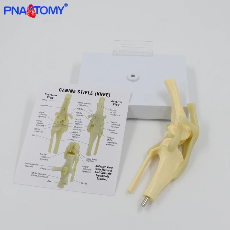 Life Size Canine Knee Model Dog Joint Anatomical Model with Key Card Manual Animal Skeleton Anatomy Medical Science Gift