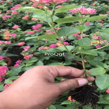 

Ngryise 3Pcs A Set Lantana camara