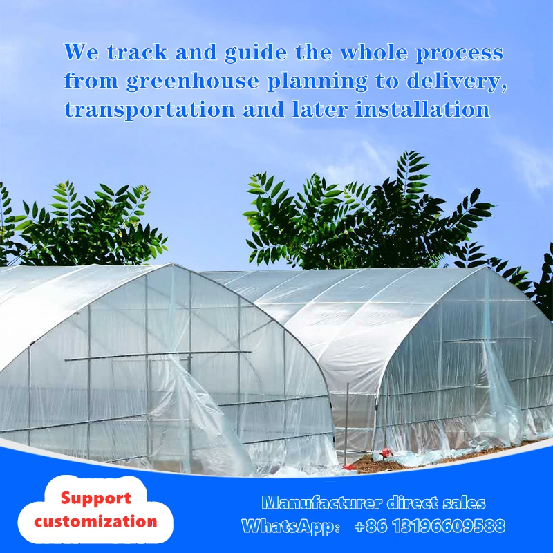 6m Wide and 10m Long Steel Frame Plastic Film Vegetable Greenhouse