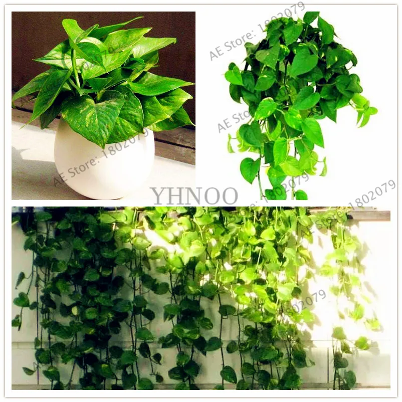 100 шт./пакет Scindapsus сад, горшок для растений хлорофитум Scindapsus бонсай растения офисные излучения поглощая формальдегид цветок