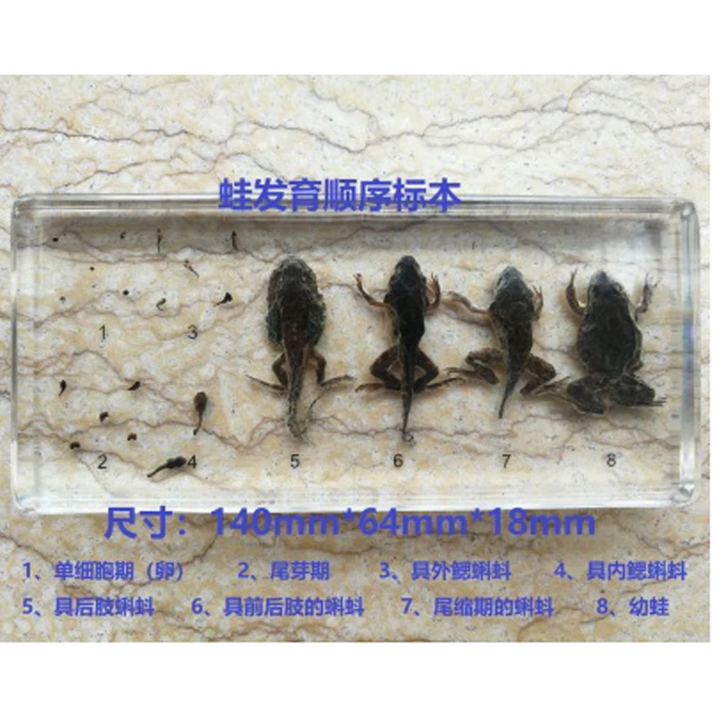 

Образец для изучения науки, лягушка, капуста, Бабочка, шелкопряд, пчела, саранча, последовательность развития, подарок для мальчиков