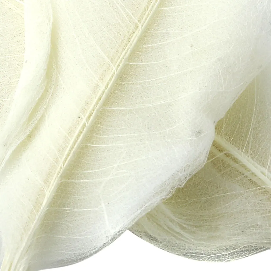 Pack of 50 Natural Skeleton Leaves Scrapbooking Craft DIY Wedding Invitation White