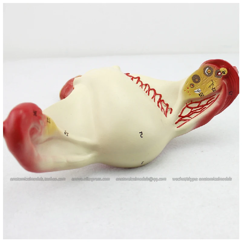 12444 / Female Genital Reproductive System Organs Model, Medical