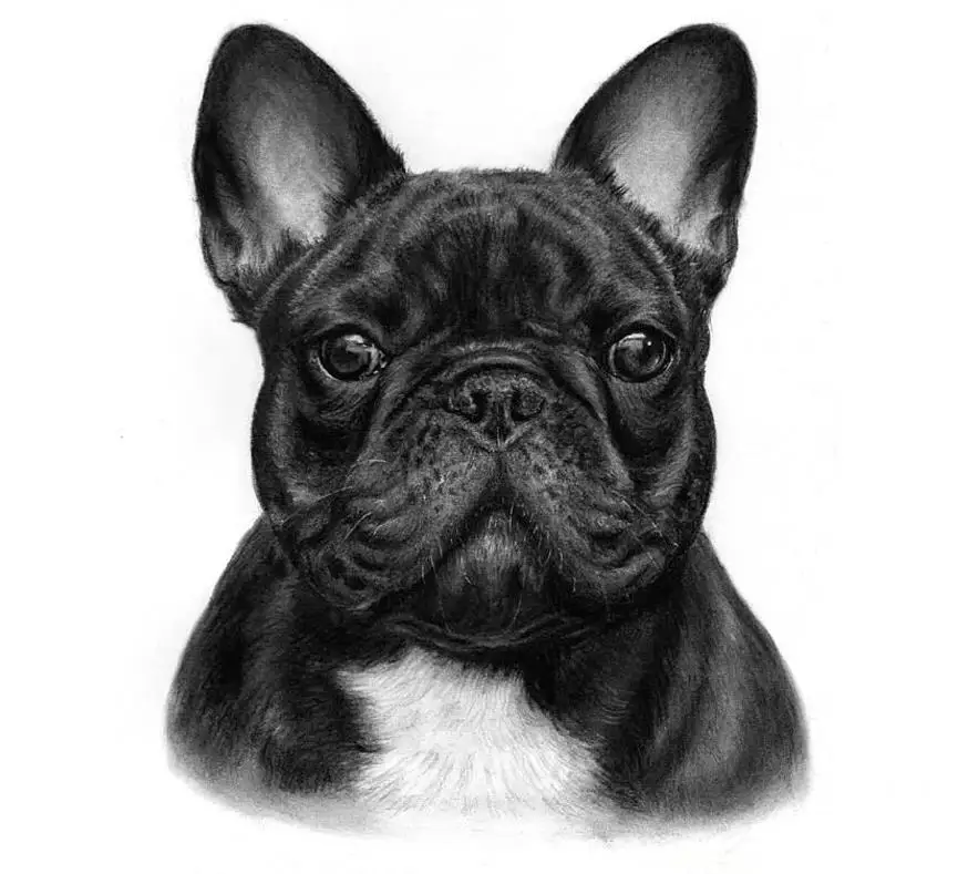 new arrival Diamond painting French bulldog animal crystal embroidery beads 5d full round cross stitch kits handwork mosaic art