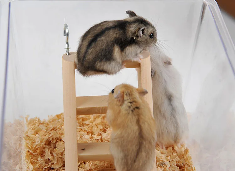 4559883919_973676538