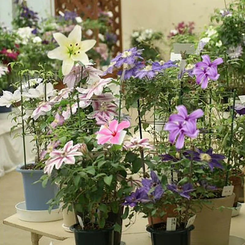 XOC2009 (1)