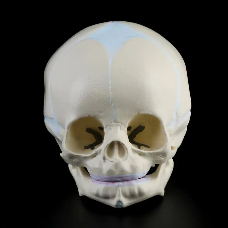 Anatomical Models 1: 1 Human Fetal Baby Infant Medical Skull Anatomical Skeleton Model Teaching Supplies for Medical Science