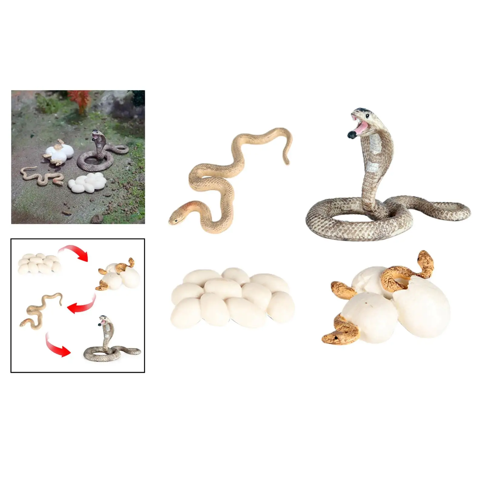 Life Cycle of a  Montessori 4 Part Animal Learning Educational Toys