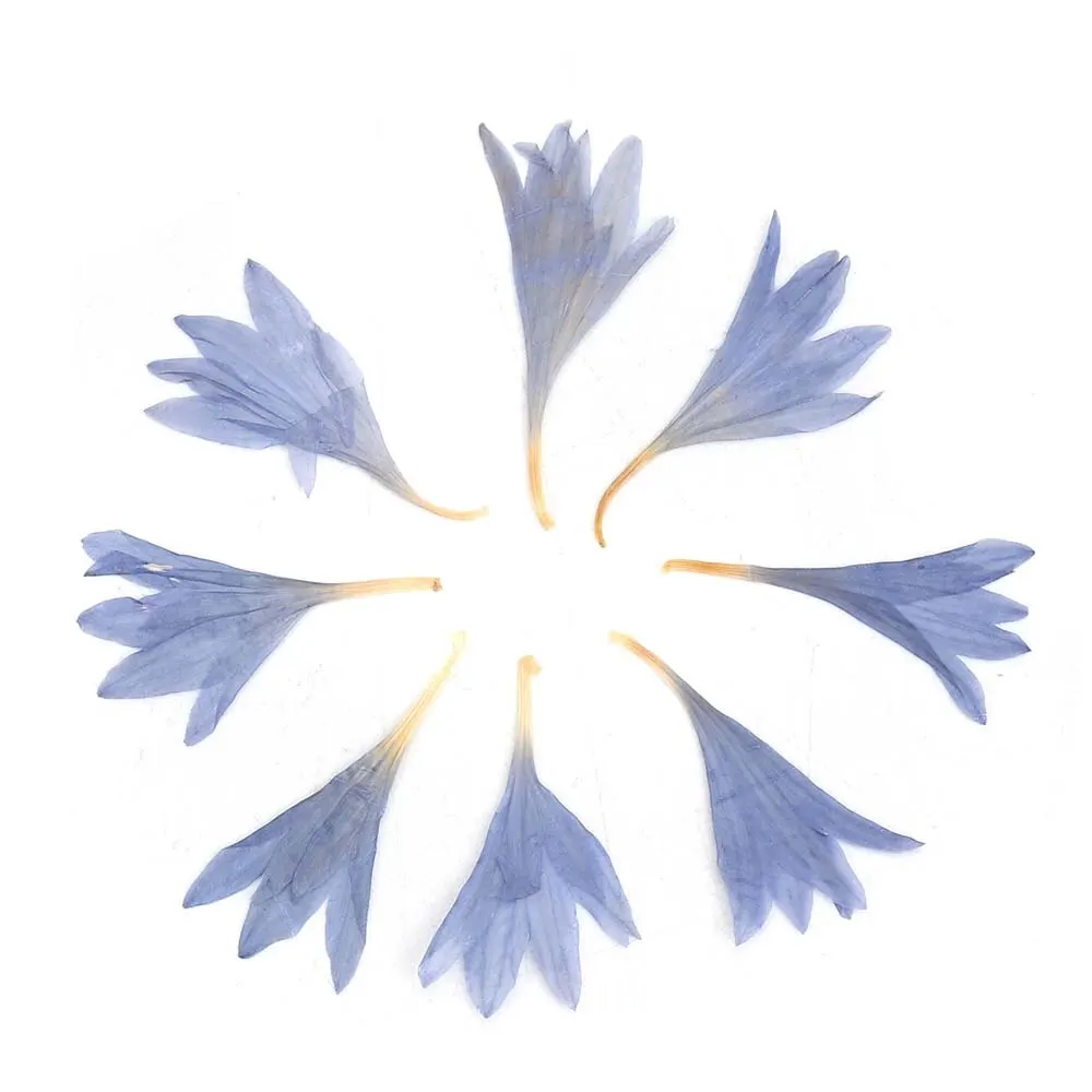 

Natural Cornflower DIY Crystal Epoxy Dry Flower about 20x13 mm-11x6 mm-1 Group of 10