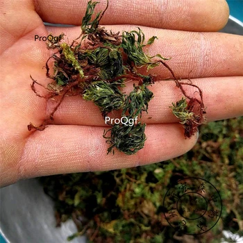 

Ngryise 200Gram A Set Rhodobryum roseum