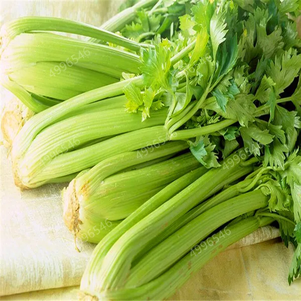 200-Pcs-Parsley-Bonsai-Concentrated-Flavor-And-Tender-Crisp-Celery-Bonsai-small-home-garden-cultivati-Free (2) - 副本
