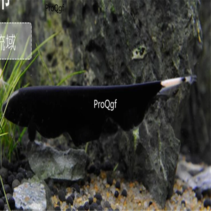 Ngryise 1 шт. набор Apteronotus albifrons