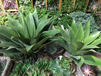 

High simulation tequila hand feel big size tropical plant high quality green succulents gift home decoration