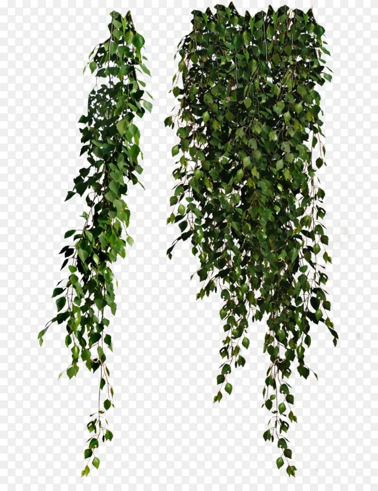 藤蔓剪贴画-植物pngpng图片素材免费下载_图片编号62583-png素材网