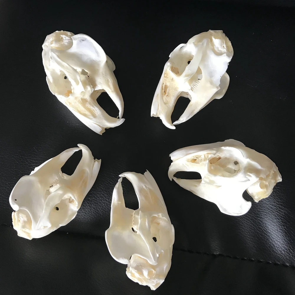 5Pcs Cottontail Rabbit Skull specimen Animal bone specimen Natural Bone Quality 