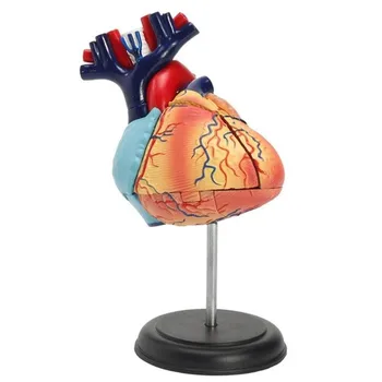 

Human Body Assembly Model Anatomical Human Heart Model Anatomy Medical Teaching Tool Disassembled Durable