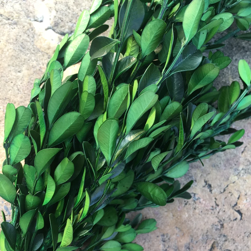 50g/40cm Preserved Buxus Sinica,DIY Nature Real Eternell Flores,Wedding Home Valentine's Day Gift Decor,Preserved Dried Flowers