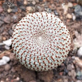

Ngryise 3Pcs A Set Rebutia heliosa