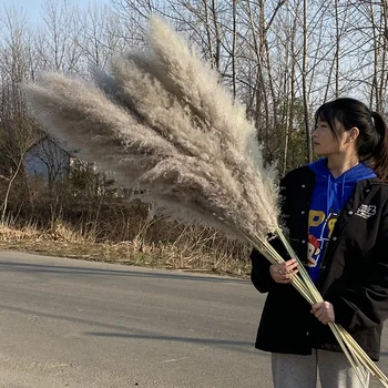 

zhi yun Wedding Decoration Large Reed Dried Flower Photography Filming Props Model Bouquet Gray