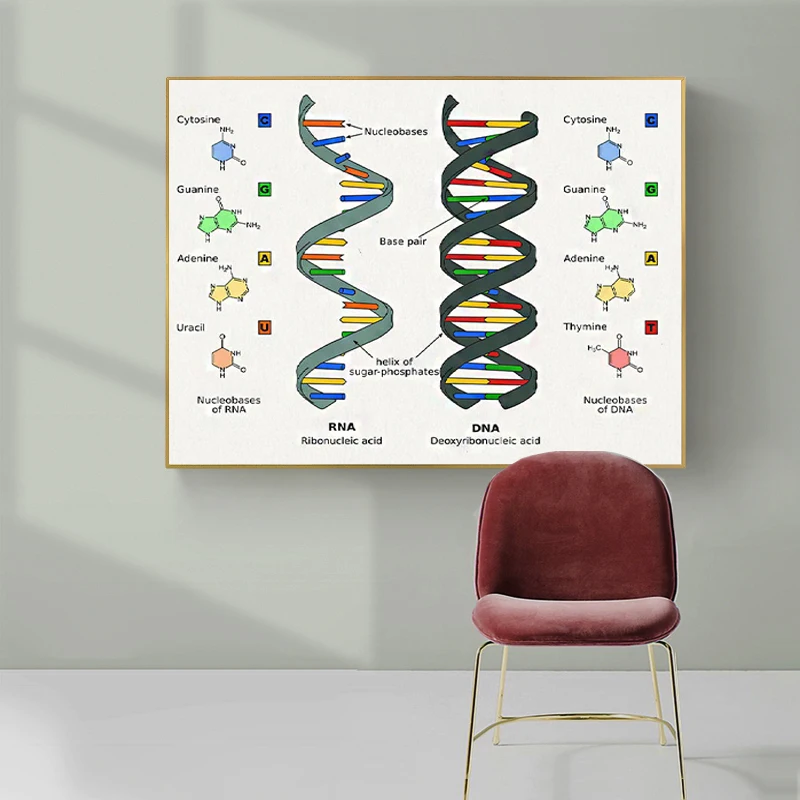 Плакат на научную тематику человеческая ДНК и РНК, Картина на холсте,  настенное искусство, картина, генный код, биология, подарки для учителей,  декор для спальни | AliExpress