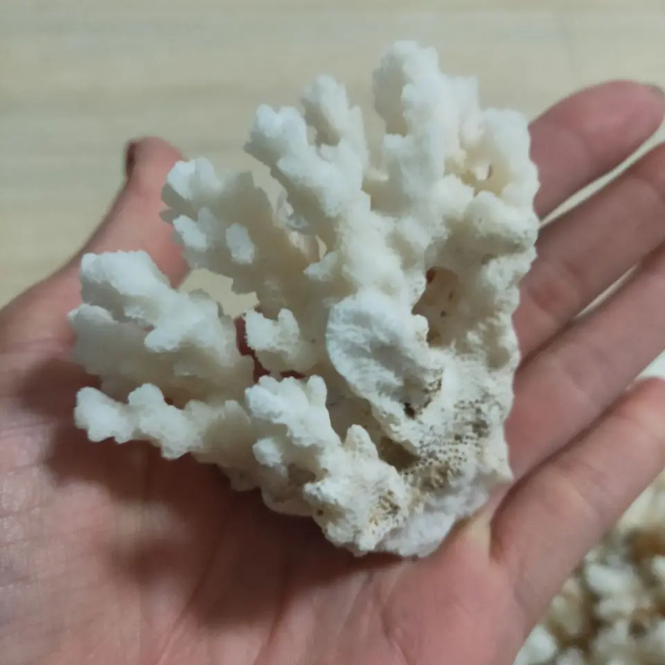 1PC Natural White Coral Cluster Crystal Aquarium Landscaping